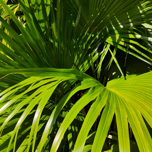 三级片国产在线观看
